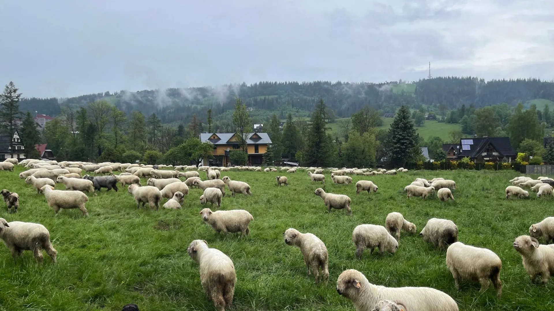 Vila Milo Tu Zakopane 0*,